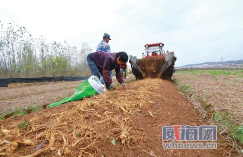 西洋参种植一亩利润,一亩西洋参能收多少鲜参