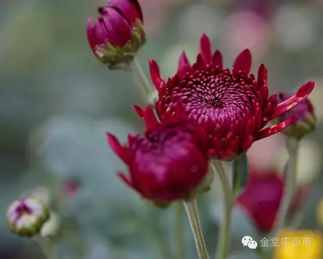 去金堂玉皇山养生谷耍一耍,金堂玉皇山一日游最佳路线