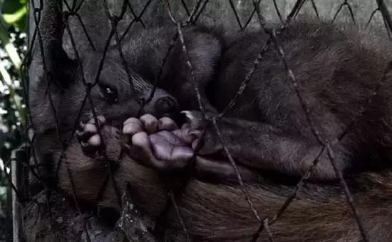 世界顶级咖啡猫屎咖啡,最贵猫屎咖啡10万