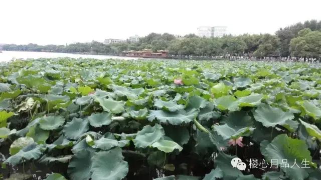 回忆杭州西湖人间仙境美如画,杭州西湖美不胜美
