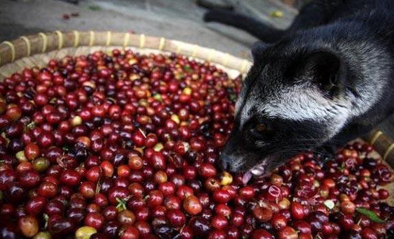 世界顶级咖啡猫屎咖啡,最贵猫屎咖啡10万