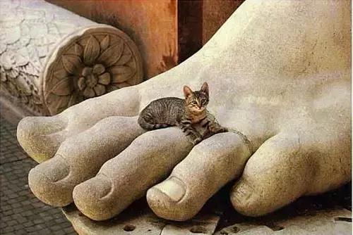 猫狗身上有癣是什么原因 (猫狗得癣)