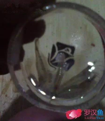 罗汉鱼常备用药,罗汉鱼药饵用什么药好