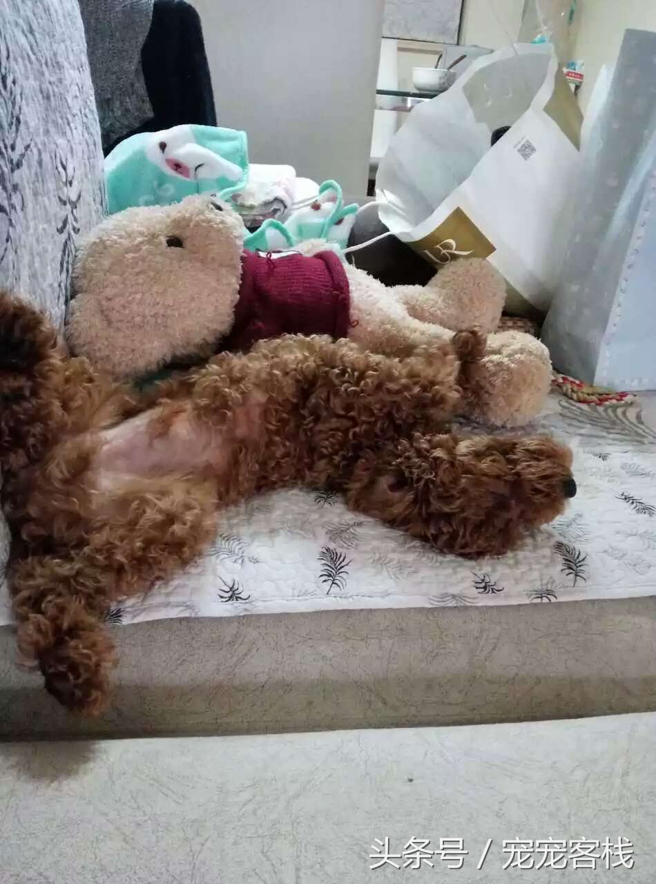 泰迪新睡姿,泰迪的反常举止