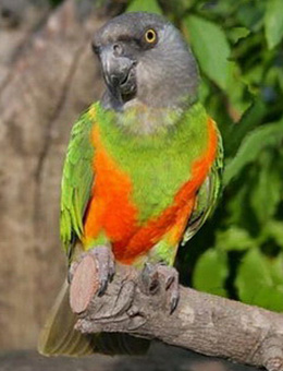 怎么样才能分辨鹦鹉是什么鹦鹉,怎么区分鹦鹉杂毛