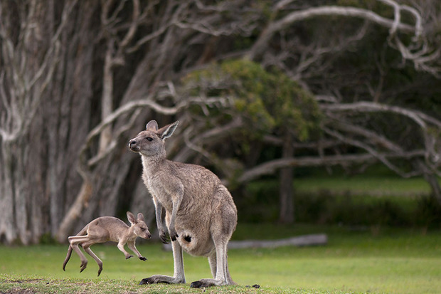 小袋鼠出生需要多久,袋鼠才出生时有多小