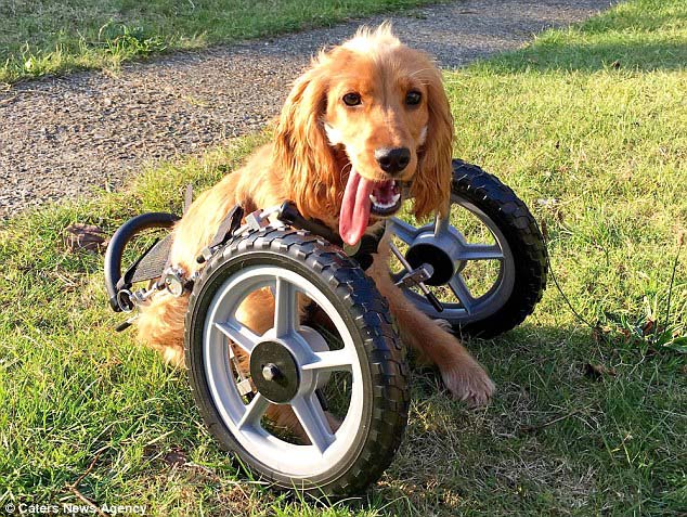 小狗前爪弯曲走路一瘸一拐,小狗前双腿残疾被救助者治好