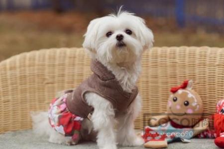 狗狗不吃东西只喝水还吐怎么办,狗狗又吐又拉怎么治