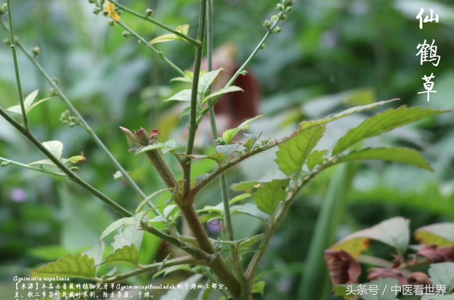 龙芽草有降血糖的作用吗,龙芽草功效作用