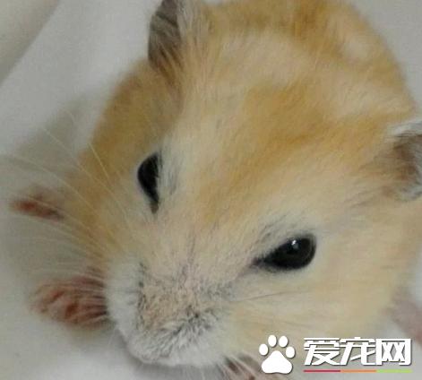 仓鼠布丁鼠会自己怀孕吗,仓鼠母鼠怀孕征兆