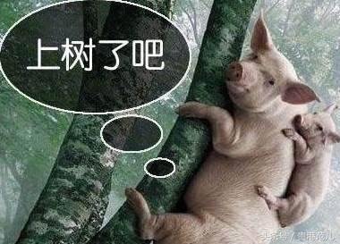 做为一名标准的平南人，我竟不会读写这些字