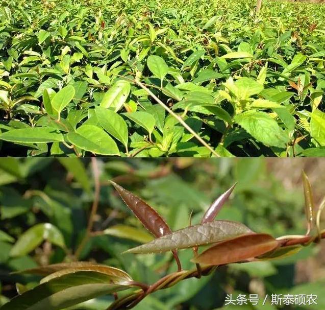 十大最有种植前景的高端特色水果,排名前十的水果有哪些品种