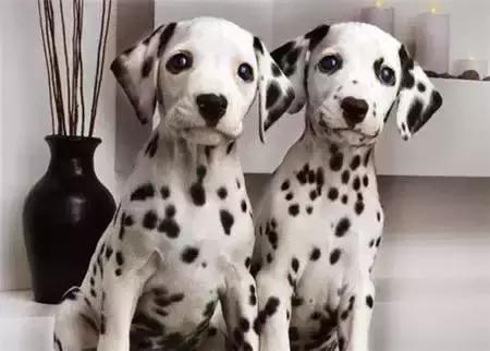 毛发白色的狗狗种类,最重感情的狗狗种类