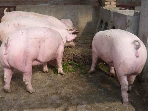 为什么母猪总是配不成功呢,为何母猪老配不上种