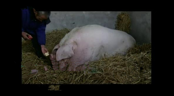 一头猪重200千克几头猪质量是1吨,一头猪重1000克10头这样的猪重多少