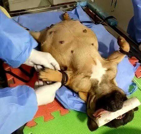 见过狗狗剖腹产吗？今天本兽医就带你来见识一下！