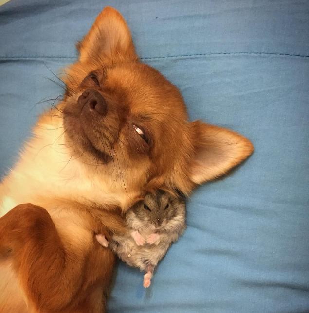 小仓鼠可以和狗猫兔子一起生活吗,可爱的小仓鼠和猫能成好朋友吗