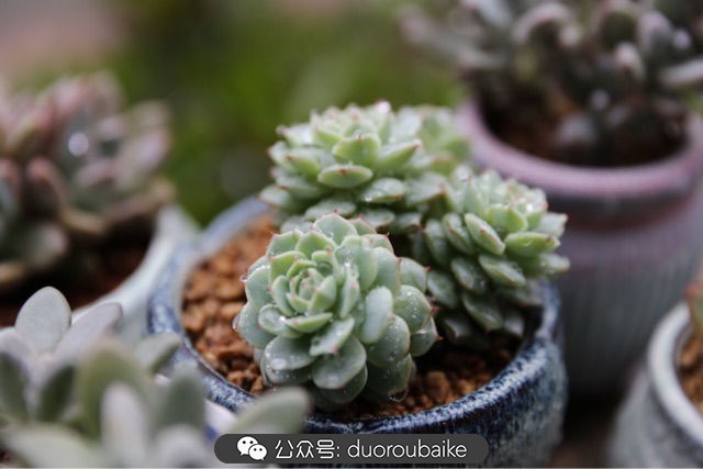 爱生活爱养花花卉绿植养护小知识,爱生活爱养花多肉植物养护小技巧