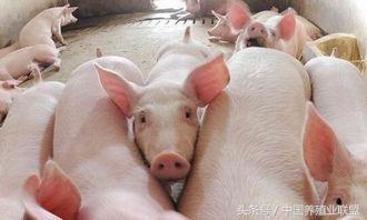 猪只吃不长是什么原因,猪光吃不长怎么解决