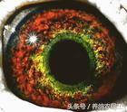 鸽子眼怎么区分明和暗,鸽子眼基本结构讲解