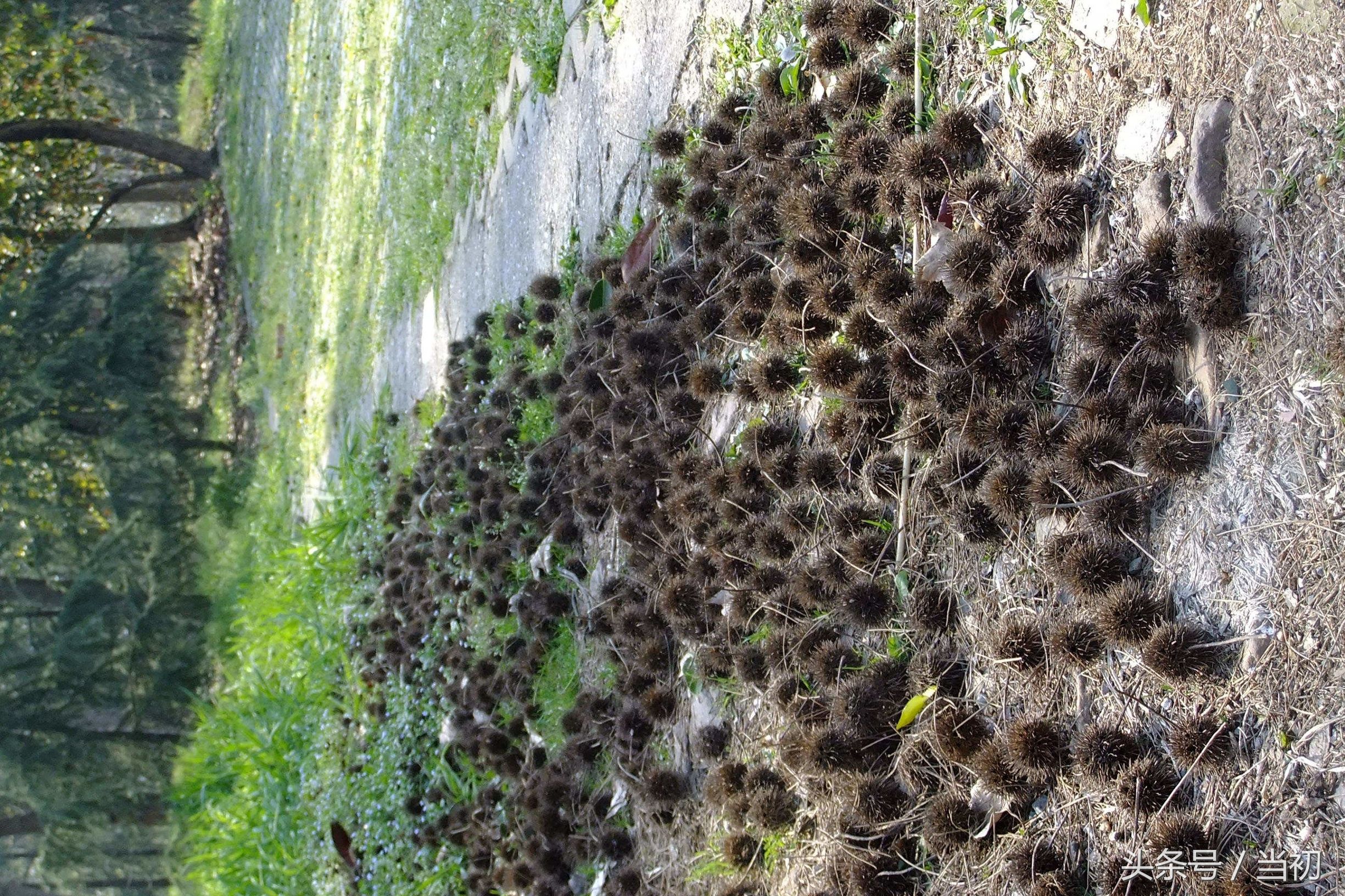 即是吉祥物，也是民间土药，农村老人一天拾十斤，能卖的8元钱