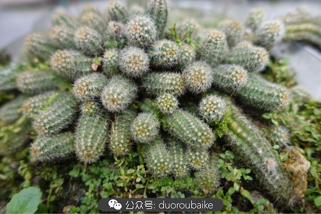 爱生活爱养花花卉绿植养护小知识,爱生活爱养花多肉植物养护小技巧