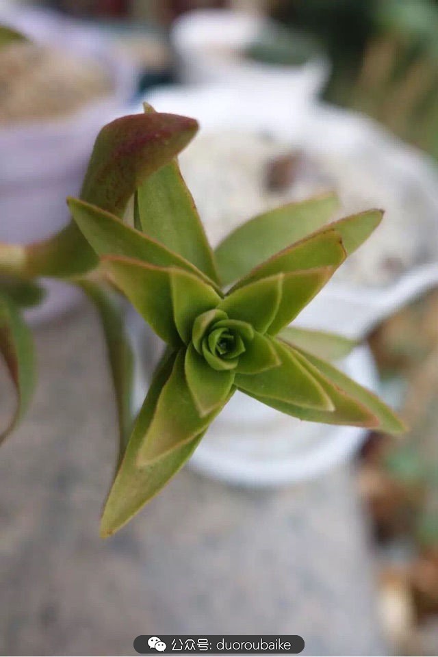 爱生活爱养花花卉绿植养护小知识,爱生活爱养花多肉植物养护小技巧