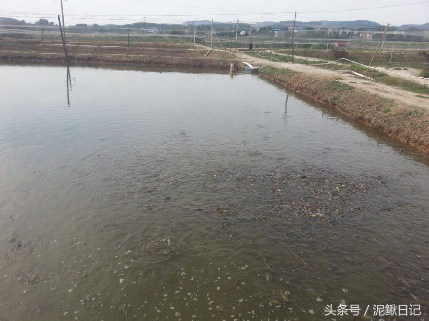 娉ラ硡鍏绘畺鏁堢泭,澶ф娉ラ硡鍏绘畺鏁堢泭