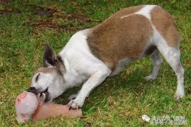 注意！骨头可以杀死狗！