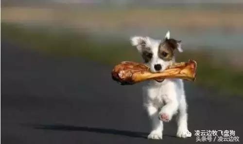 注意！骨头可以杀死狗！