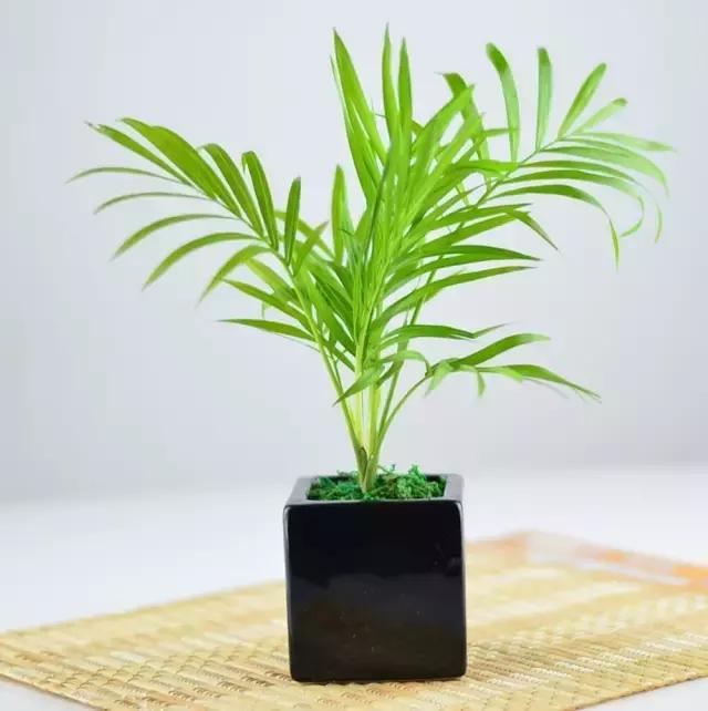 办公室桌面好养活的绿植,最适合办公室养的植物