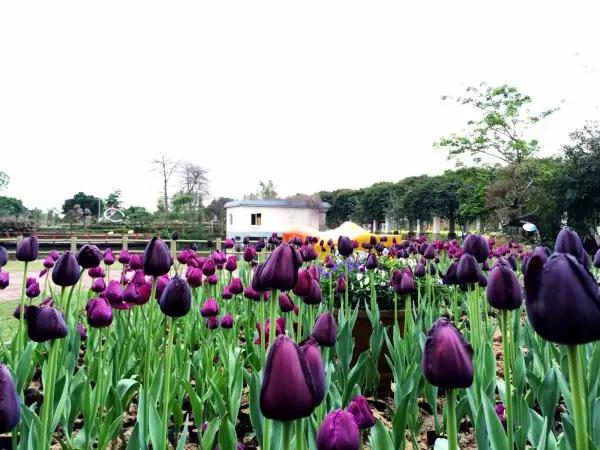 从东莞出发,不到两小时,就可以感受到靓爆灯的童话世界！