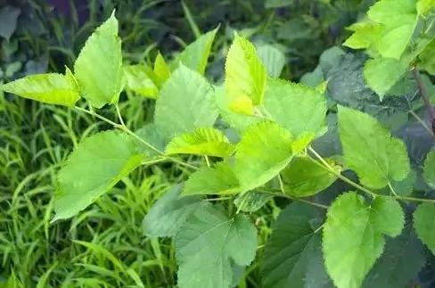 云南人再贵也要吃野生菌,云南人吃过最奢侈的一道菜