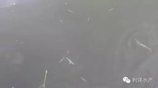 虾海鱼如何混养,海水鱼虾混养最佳模式