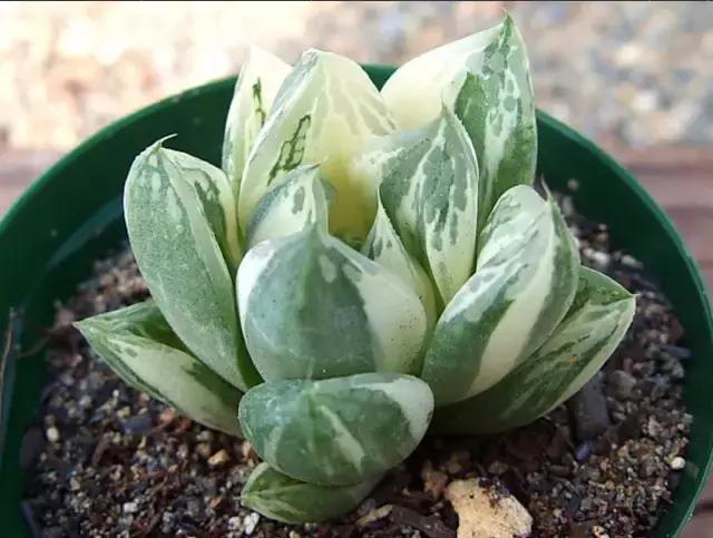 能抵御辐射的植物,最好的防辐射植物