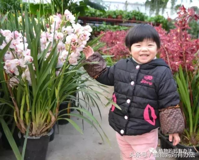 神奇植物在哪里英文,神奇植物在哪里全集