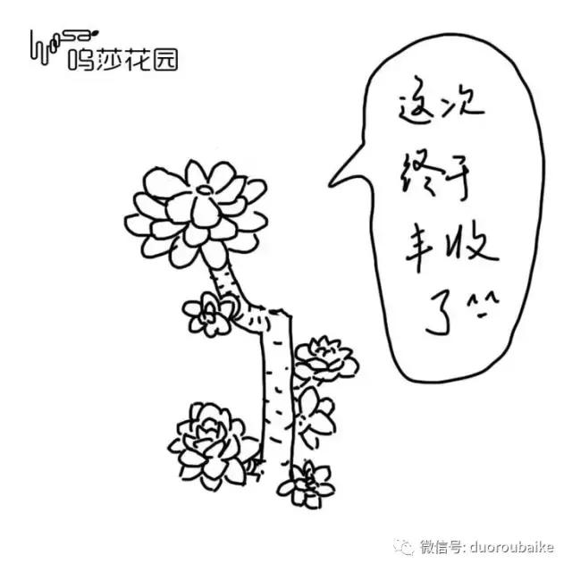 多肉植物为什么砍头,多肉植物可以二次砍头吗