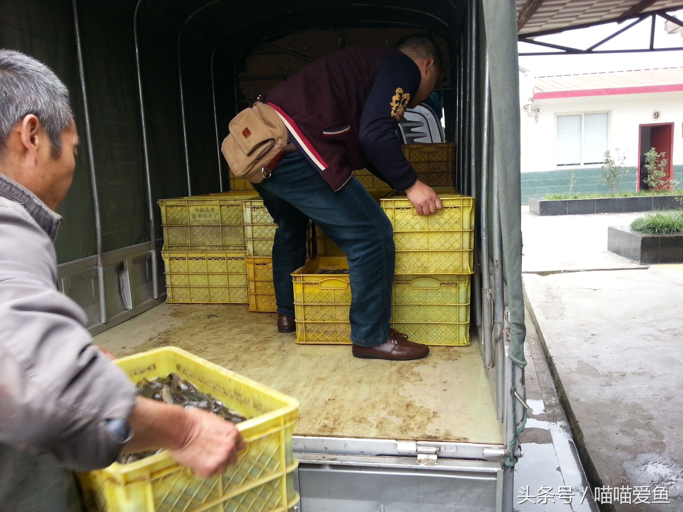 养殖泥鳅需要多少成本,大棚养泥鳅成本多少钱