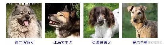 狗狗品种大全按体型智商怎么分,聪明狗狗品种大全及图片及名字