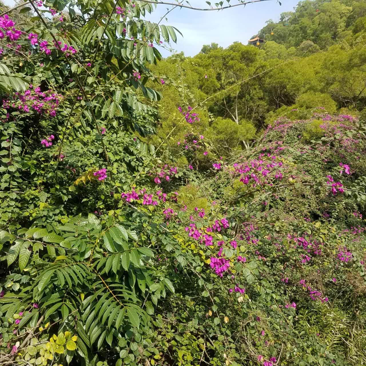 春节去珠海合适吗,珠海港澳游