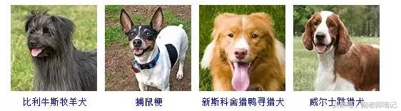 狗狗品种大全按体型智商怎么分,聪明狗狗品种大全及图片及名字