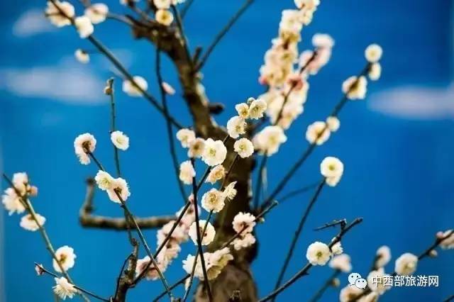 「乐在囧途」赏腊梅、逛庙会、看灯光展，这个春节带着家人去鄢陵吧！