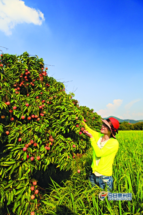 春节惠州旅游攻略大全最新,惠州过年不回家适合去哪旅游