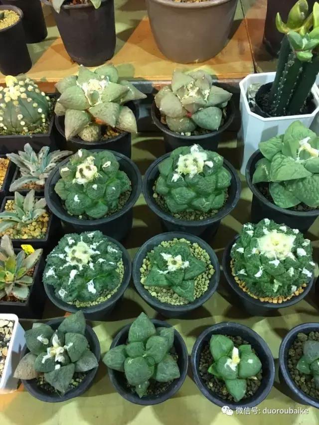 春节花市的鲜花,春节能看花的植物