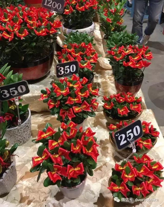 春节花市的鲜花,春节能看花的植物