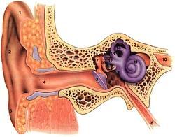 鼓膜穿刺术有后遗症吗,鼓膜穿刺术多少钱