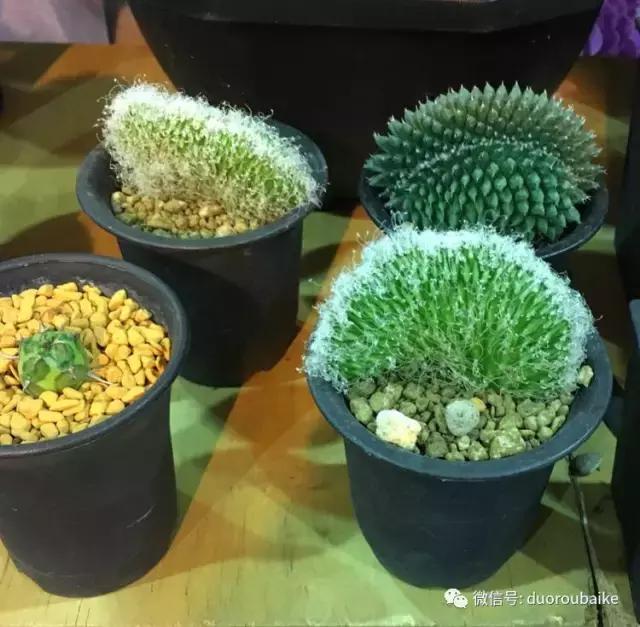 春节花市的鲜花,春节能看花的植物