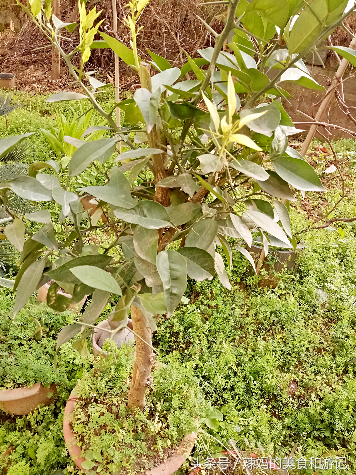 住一楼带花园的优缺点,住一楼带露台的房子真实感受