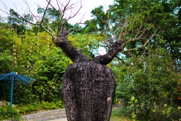 盆栽国色天香,国色天香立春