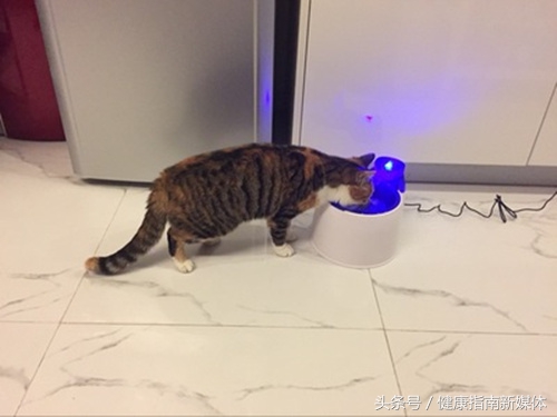 让猫自己在家10天,春节让猫独自在家
